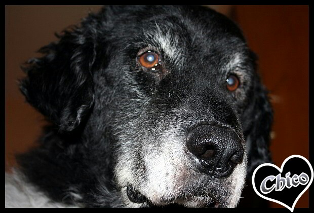 Chico 23.11.1996 - 04.01.2011